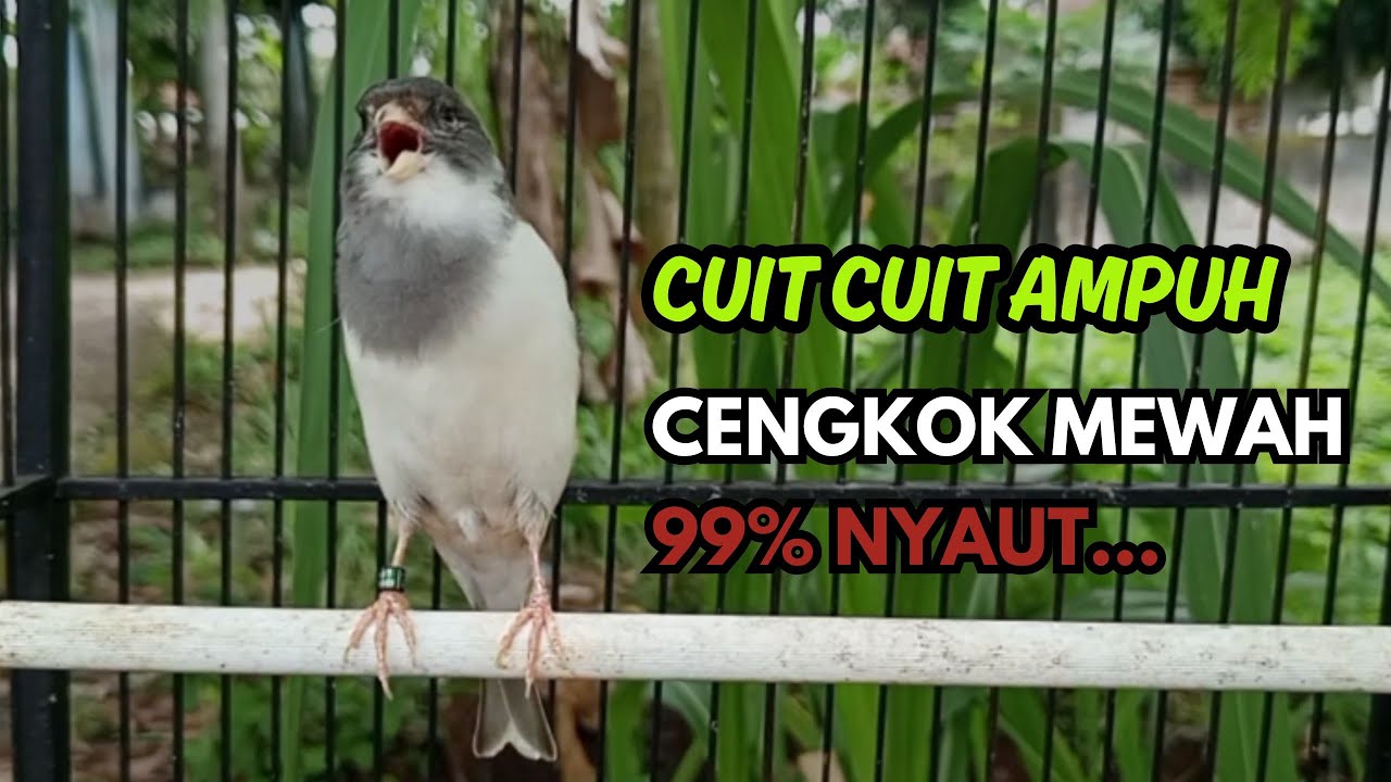 KENARI GACOR  Cuit CUIT BIRAHI SUARA Kenari MASTERAN TERBAIK UNTUK PANCINGAN & MASTERAN Kenari PAUD