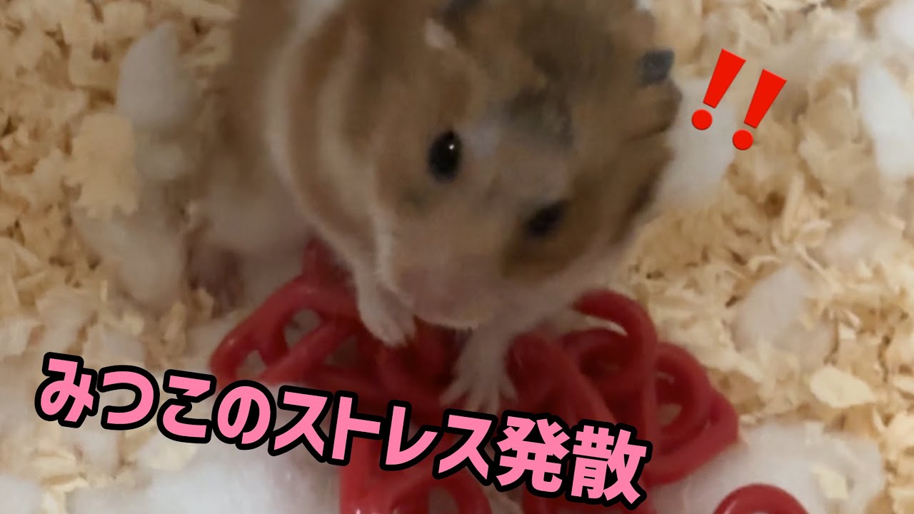 みつこさん、ストレス発散します！