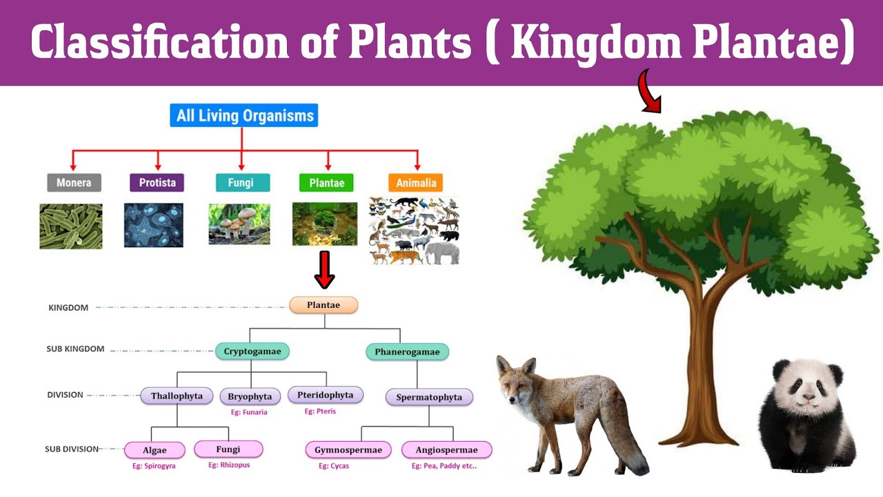 Classification of living organisms and plants | kingdom plantae | cryptogam and phanergam |in Hindi