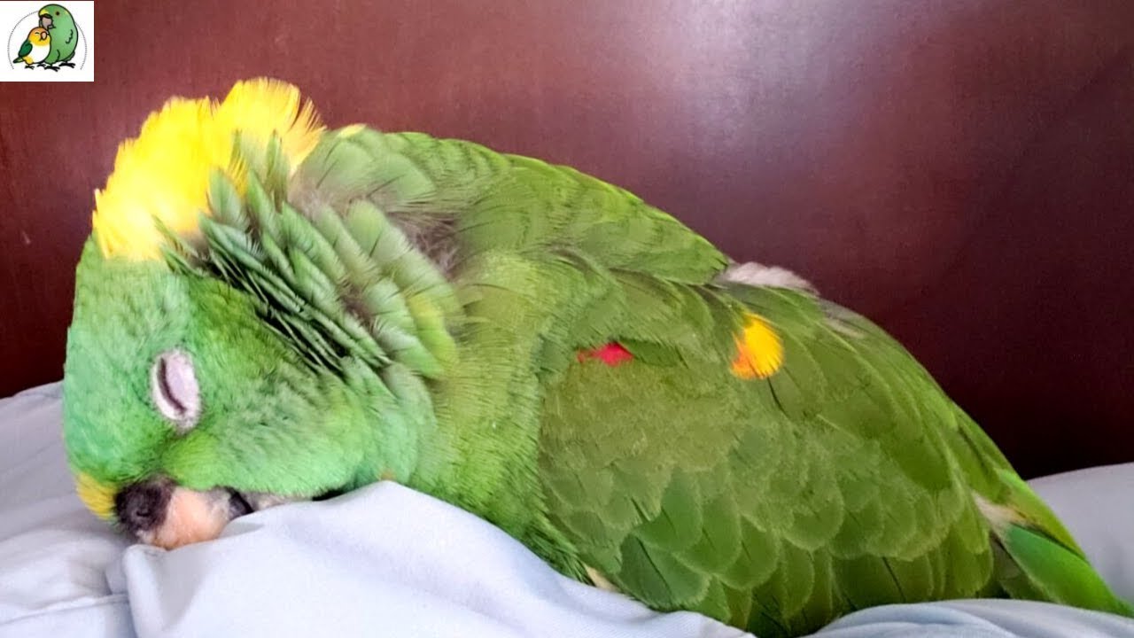 Did I Almost Kill My Bird? | Emergency Vet Visit