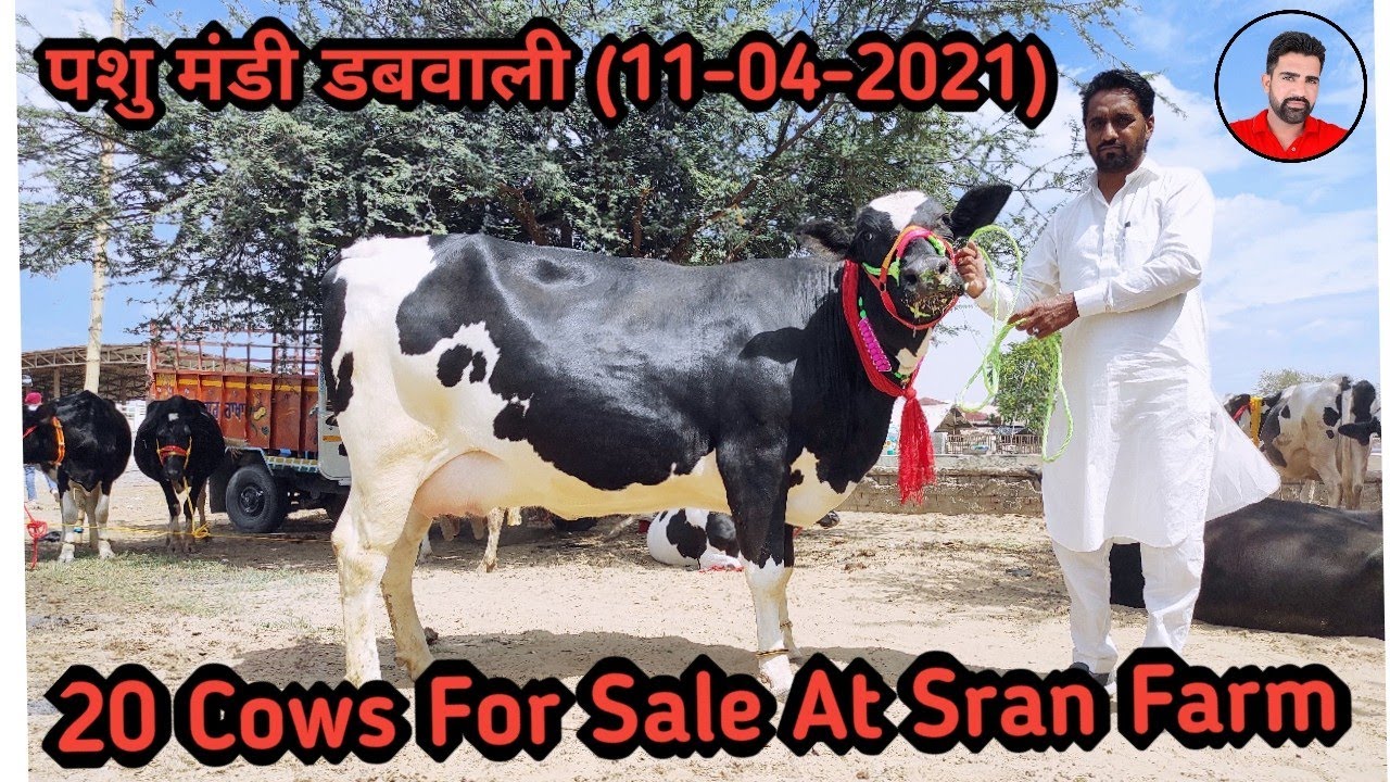 पशु मंडी डबवाली (11-04-2021) 20 Cows for Sale at real Price. (Sran Farm)