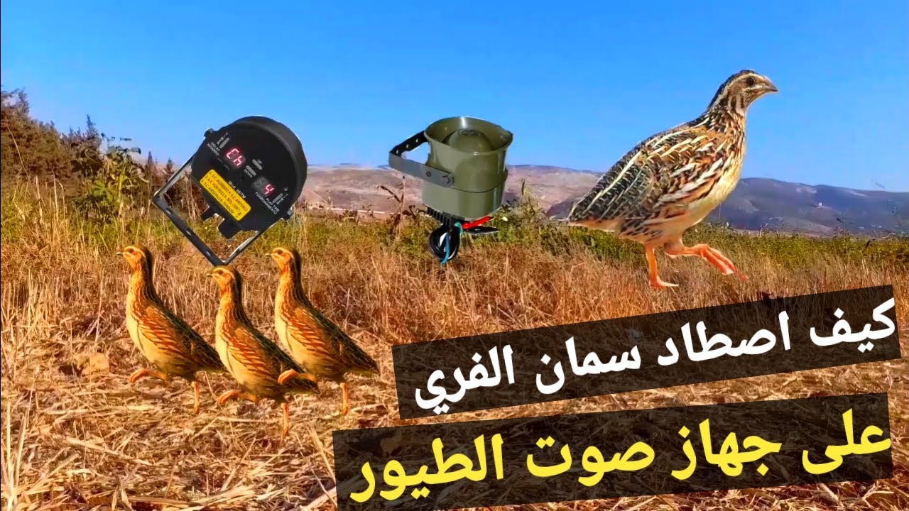 كيف اصطاد طيور سمان الفري ٢٠٢٢