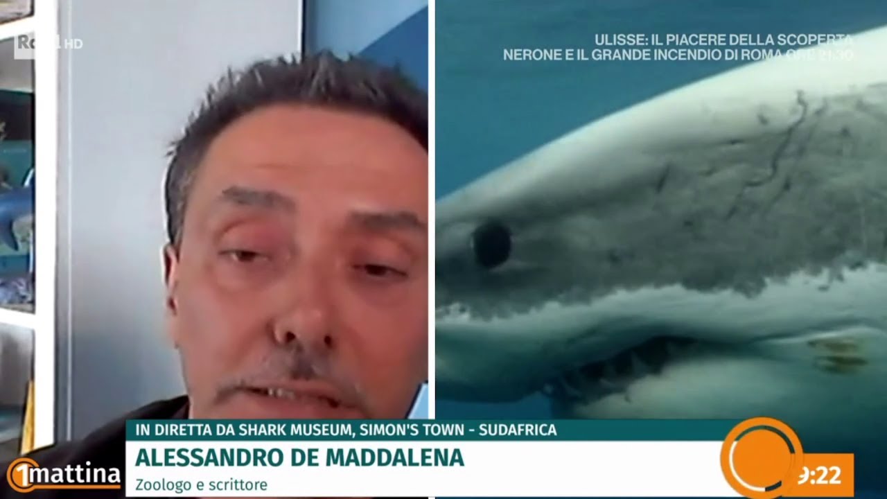 Alessandro De Maddalena intervistato sugli squali su UnoMattina (28 settembre 2023)
