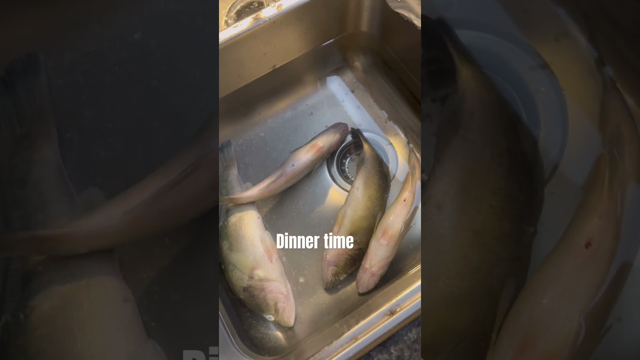 Yall eat Bass? Fresh out the pond?