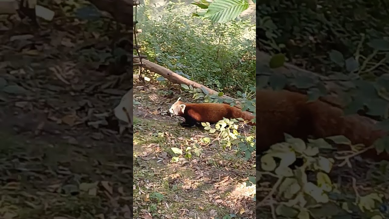 Когда задолбался работать в зоопарке🦍🐼 #zoo