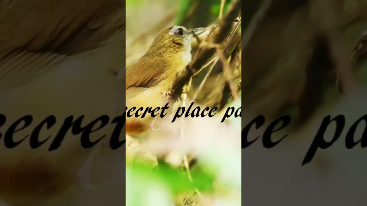 Abbott's babbler #short #nature #birdphotography #cambodia #wildlife #bird