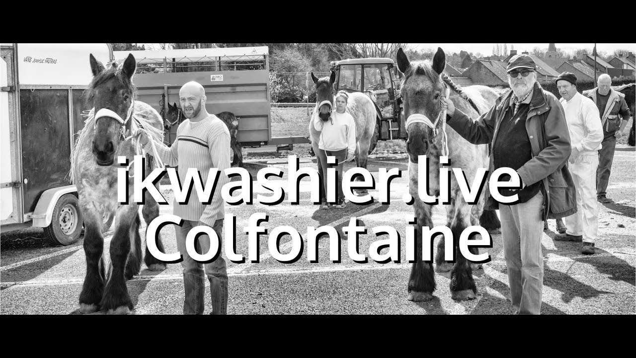 Concours de chevaux de Trait Belge - Belgisch Trekpaard - ikwashier.live &agrave; Colfontaine