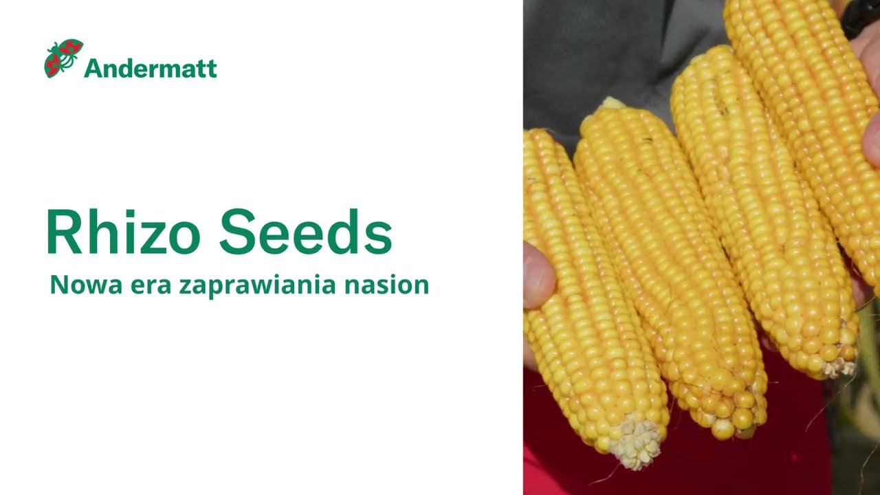 Jak wykorzystać potencjał kukurydzy? 🌱