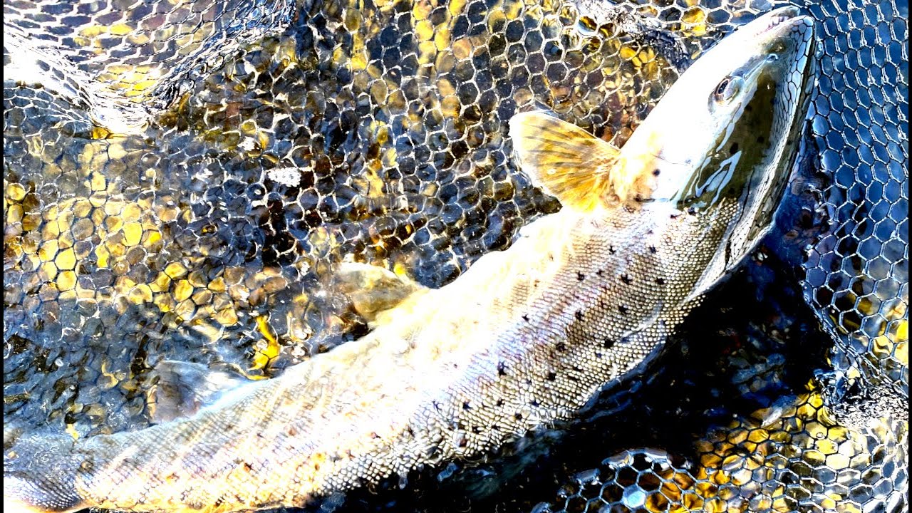 FISKE efter HAVSÖRING i Skåne - Kort eftermiddagspass med bra tryck i vinden