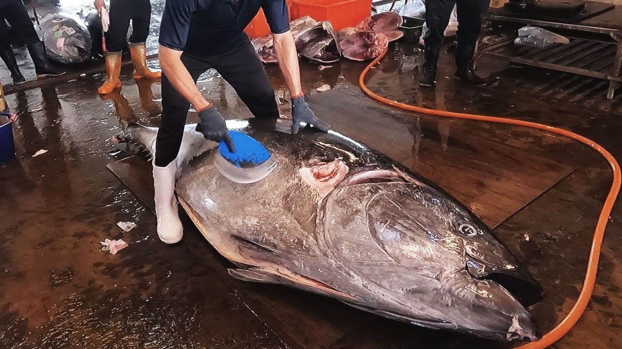 Giant Bluefin Tuna: Attractive Chef's Luxurious Sashimi Magic!