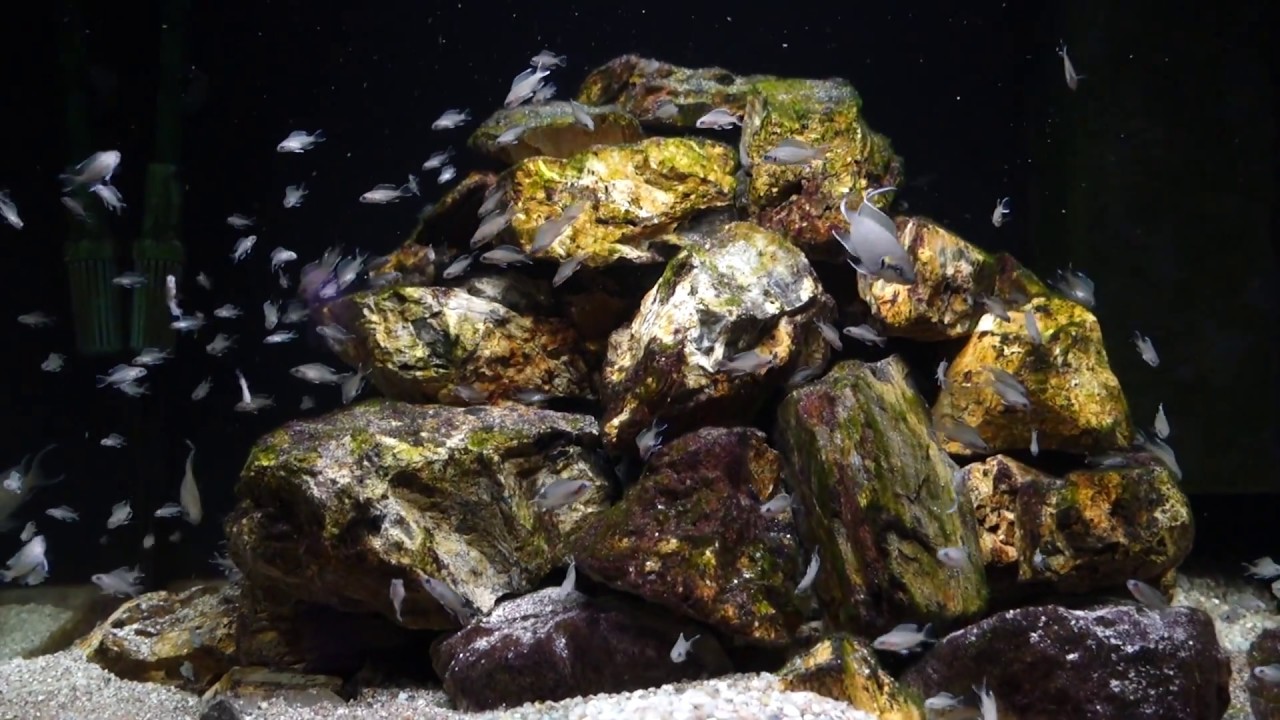 Neolamprologus brichardi colony.