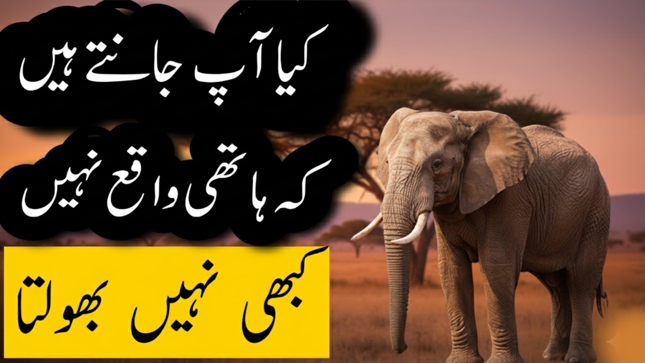 Elephants Never Forget | The Science Behind Elephant Memory | Mind-Blowing Animal Facts