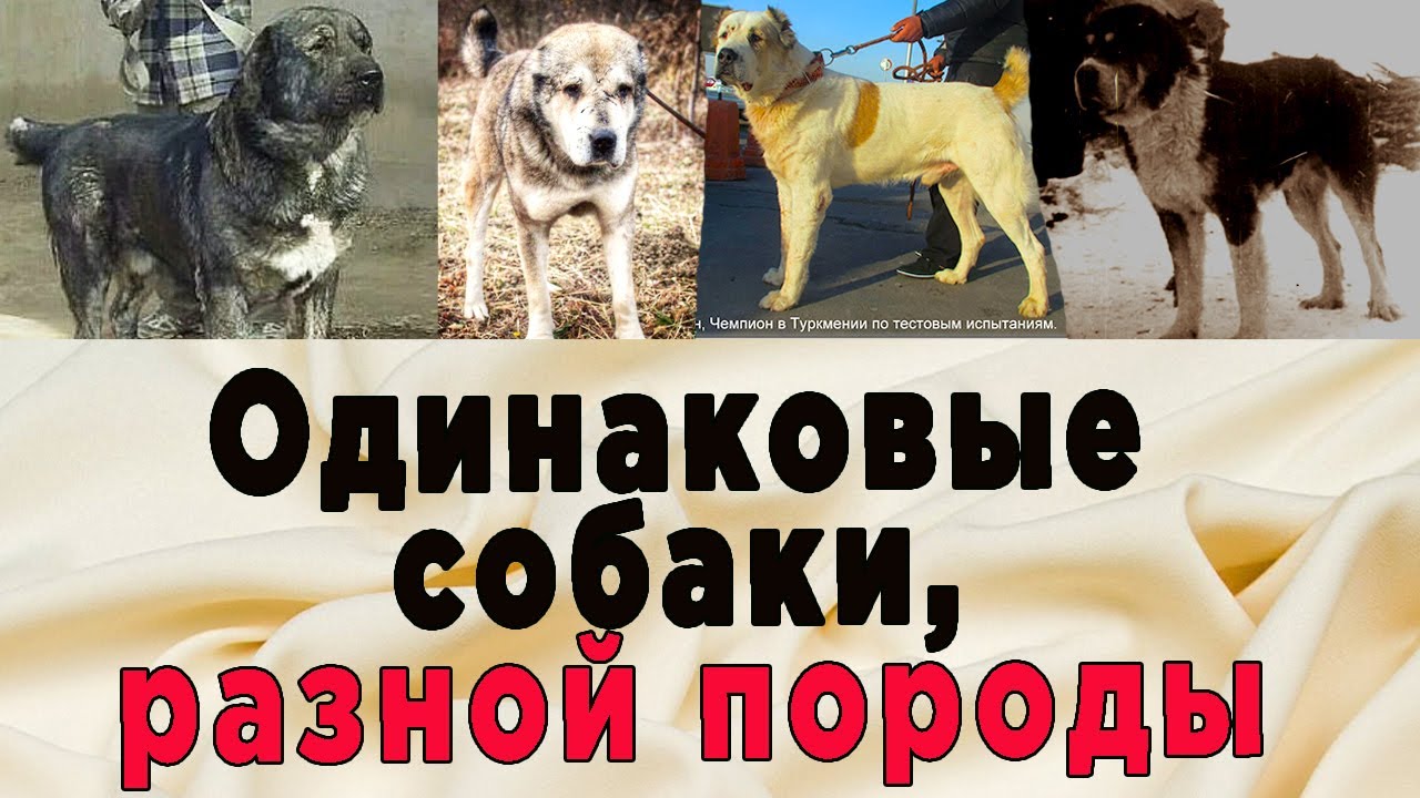 Одинаковые собаки, но разной породы. Интервью с зоотехником и заводчиком Дмитрием Детковичем. Часть1