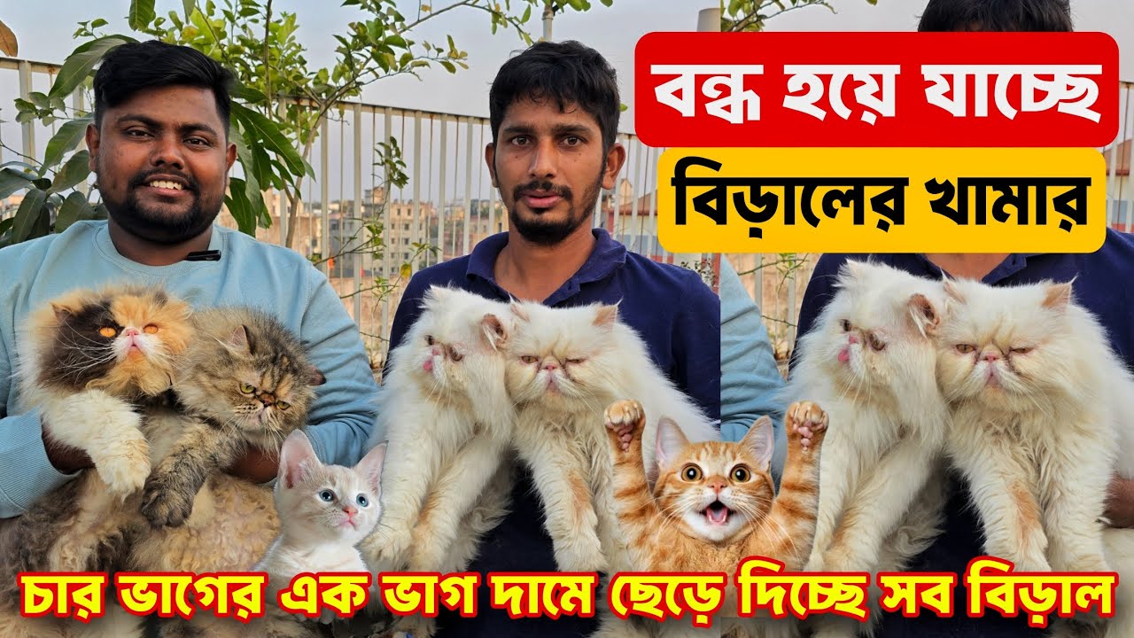 Persian cat price in Bangladesh 2025 |  New persian baby price in Bangladesh 2025