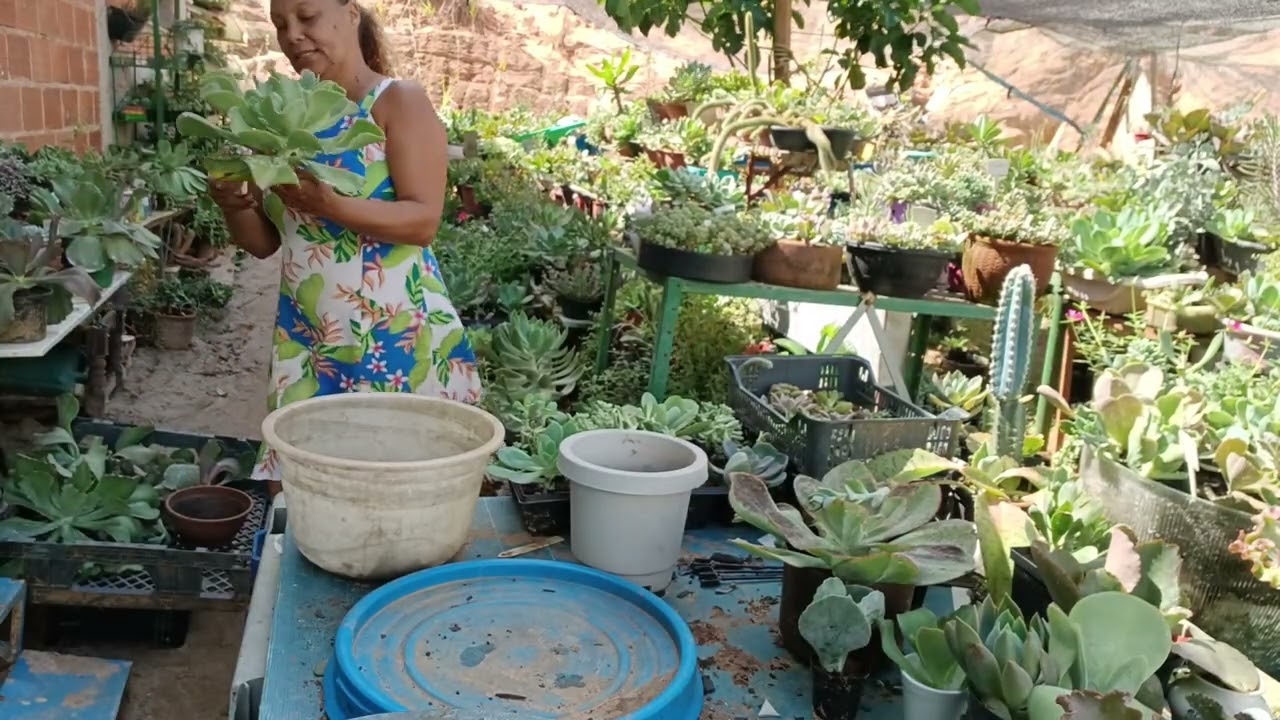 Plantio das gigantes bora#plantas #suculentas 