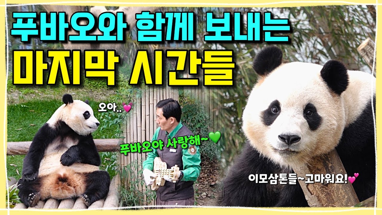[ep.240] 이제 단 하루를 앞둔.. 푸바오와 함께하는 눈물겹도록 아름다웠던 우리들의 행복한 시간들💕ㅣ작은할부지가 들려주는 사랑의 세레나데🎶ㅣ푸바오야. 영원히 사랑해!