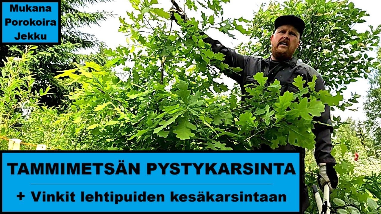 Pystykarsintaa tammimetsässä  -Vinkit lehtipuiden karsintaan-
