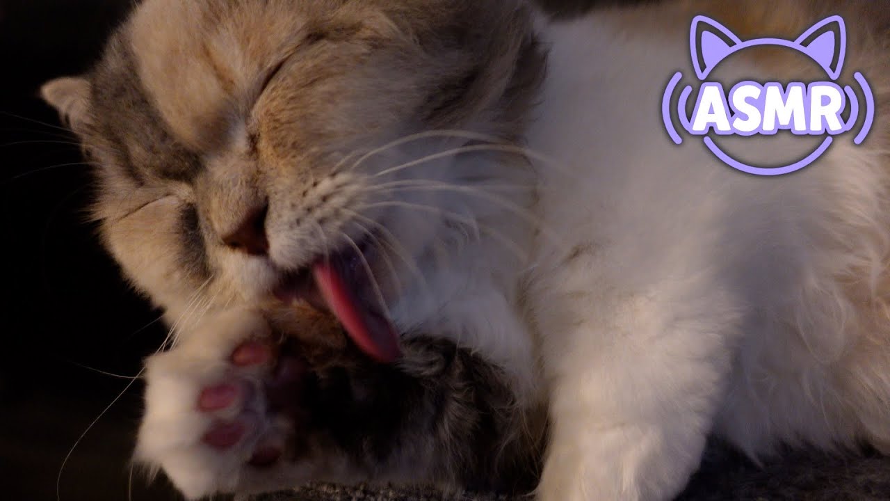 👅【ASMR】グルーミングをする猫の音｜短足猫の至福のゴロゴロタイム