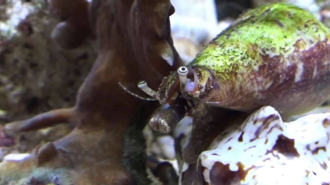 Strombus aurisdianae - Ohr-Fl&uuml;gelschnecke