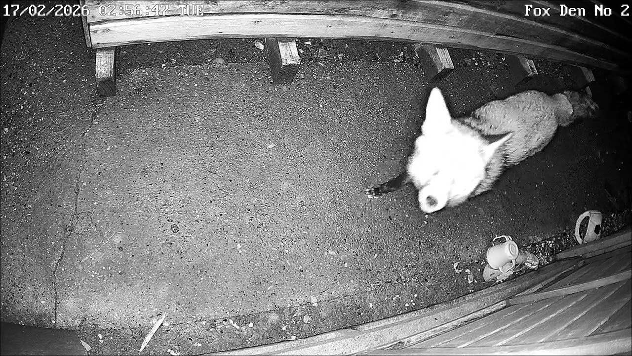 Our Family of Foxes - Maverick is so excited at seeing his babes ♂️🦊💞