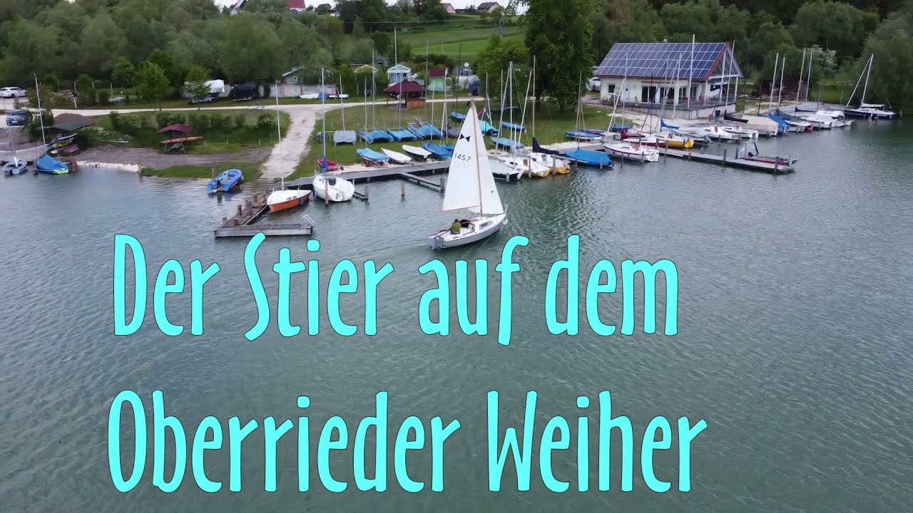 Der Stier auf dem Oberrieder Weiher. // Christoph Rehm