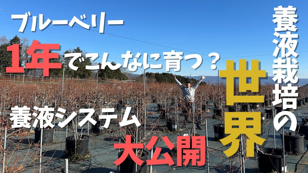【養液栽培】ブルーベリー養液栽培の世界を大公開。メリット・デメリットもお話します。