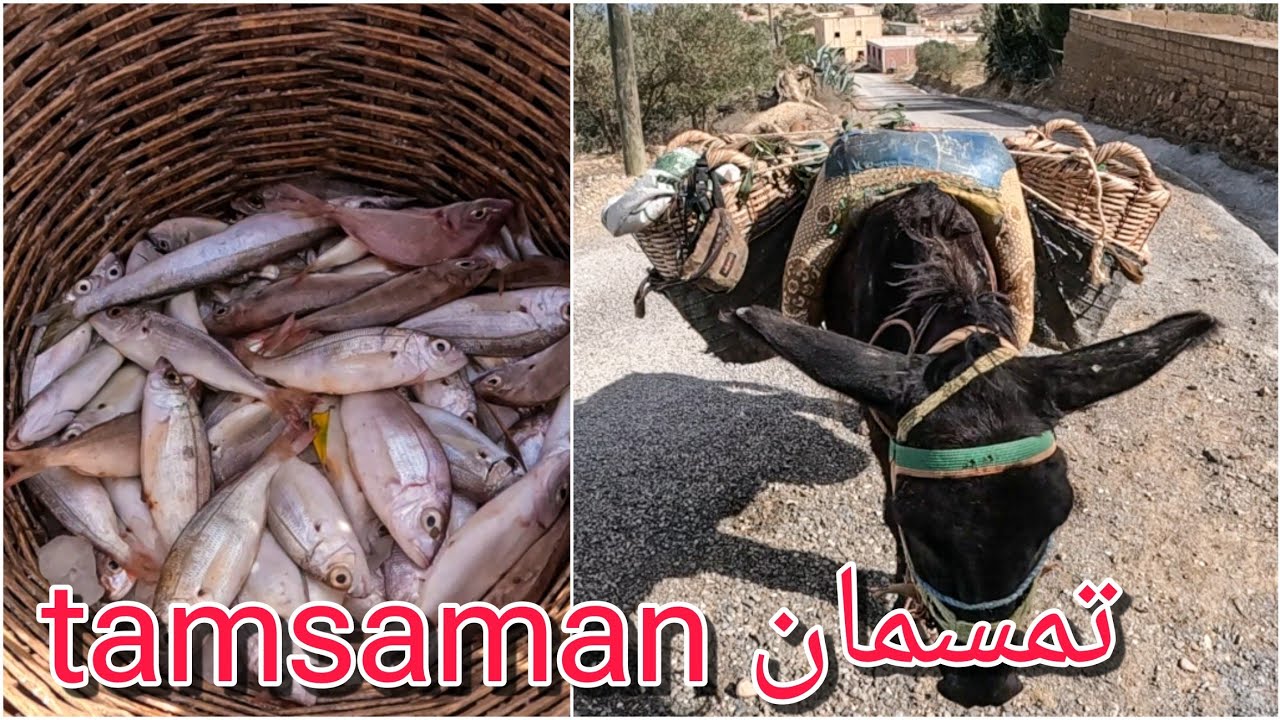 تاجر يبيع السمك على حماره في دواوير تمسمان tamsaman