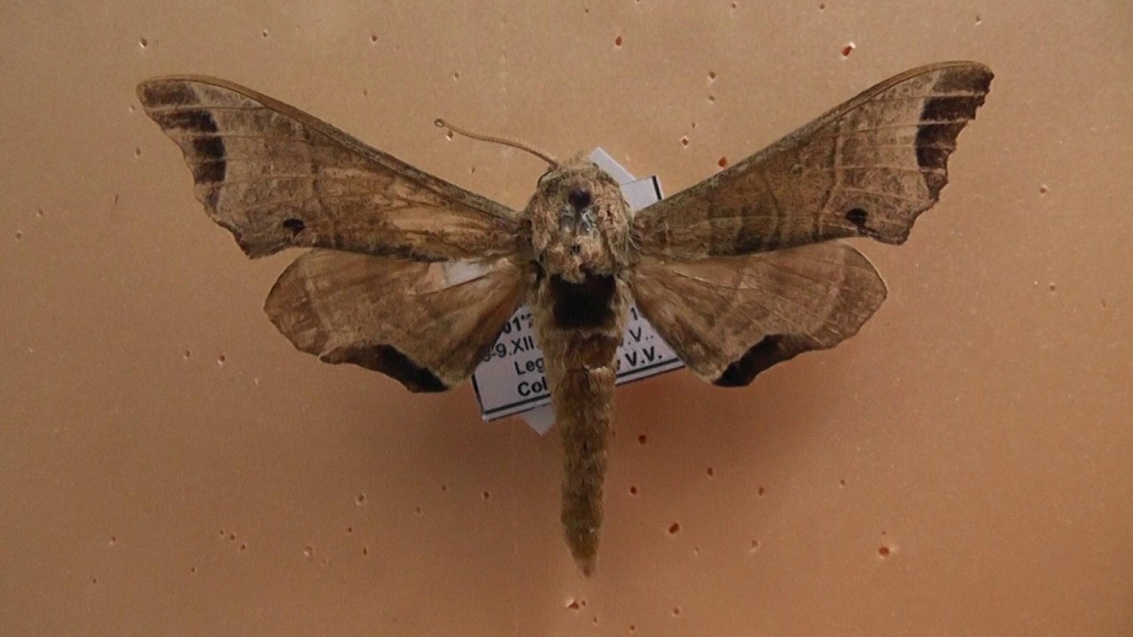 БРАЖНИКИ: 681. Likoma crenata