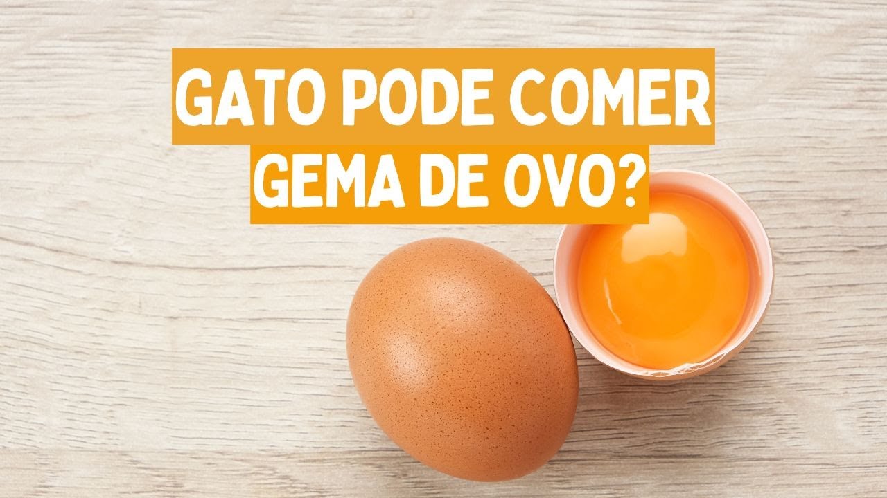 Gatos podem comer gema de ovo? | Gato pode comer gema de ovo?