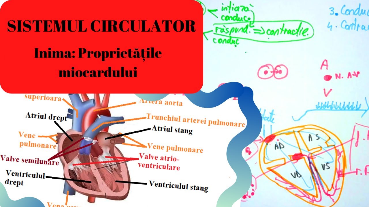 ADMITERE MEDICINA: SISTEMUL CIRCULATOR 5: Inima partea I - Proprietatile miocardului