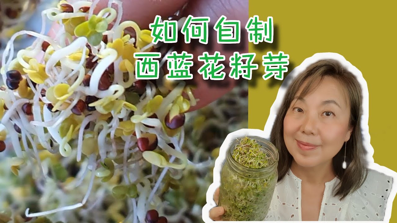 如何自己制作西蓝花籽芽！肝脏排毒， 抵抗癌症的健康食品！How to make broccoli sprouts at home!