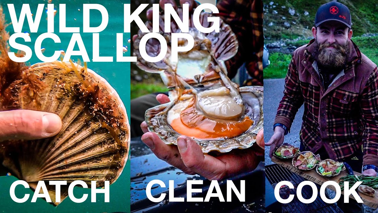 FORAGING FOR OUR FOOD!!! 🔥 | Free Diving West Coast Scotland | Wild Food