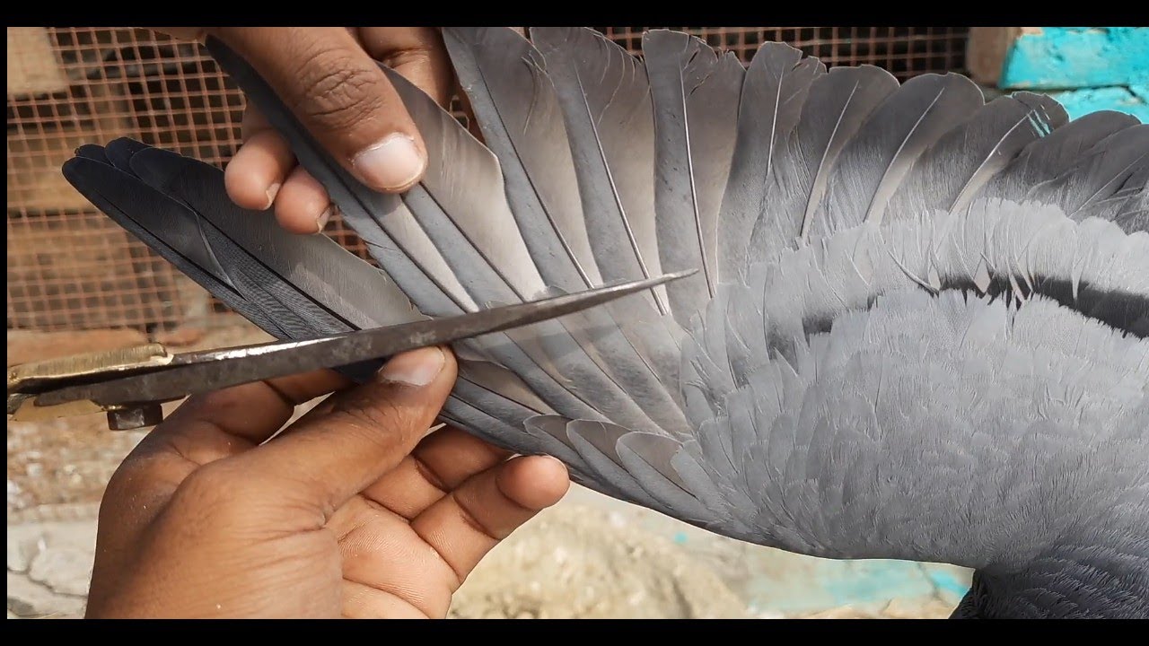 Kabutar Ke Par Kaise Kate | How To Cut Pigeons Wings