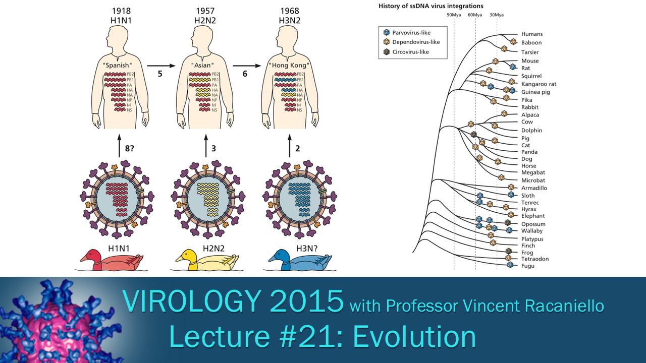Virology 2015 Lecture #21: Evolution
