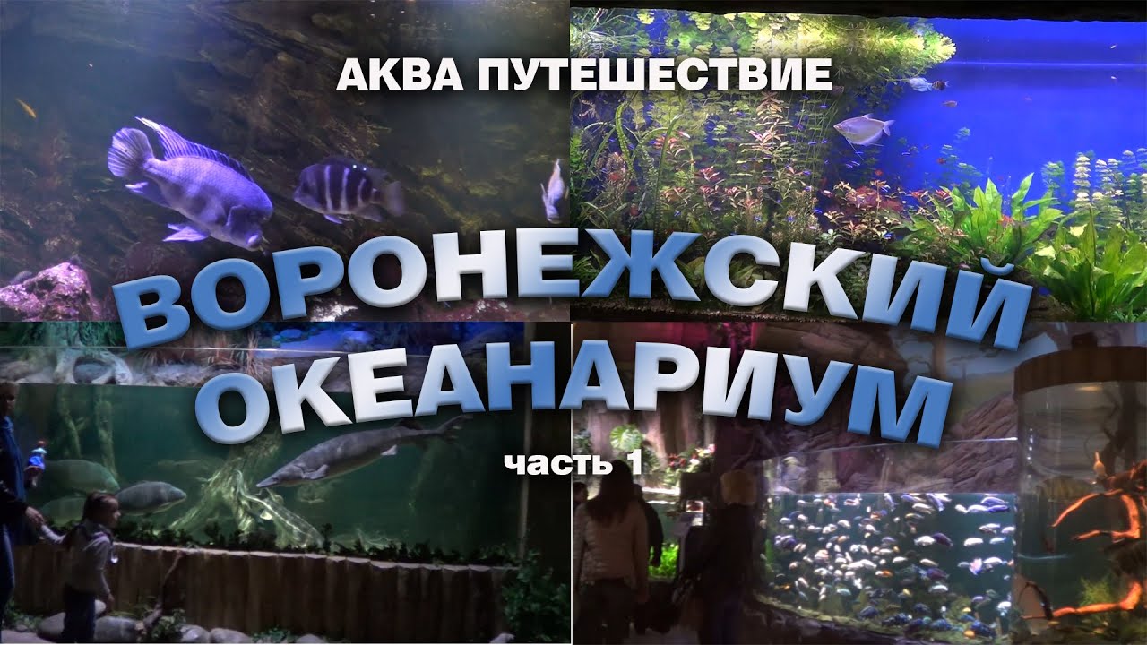 Воронежский океанариум. Сити парк 