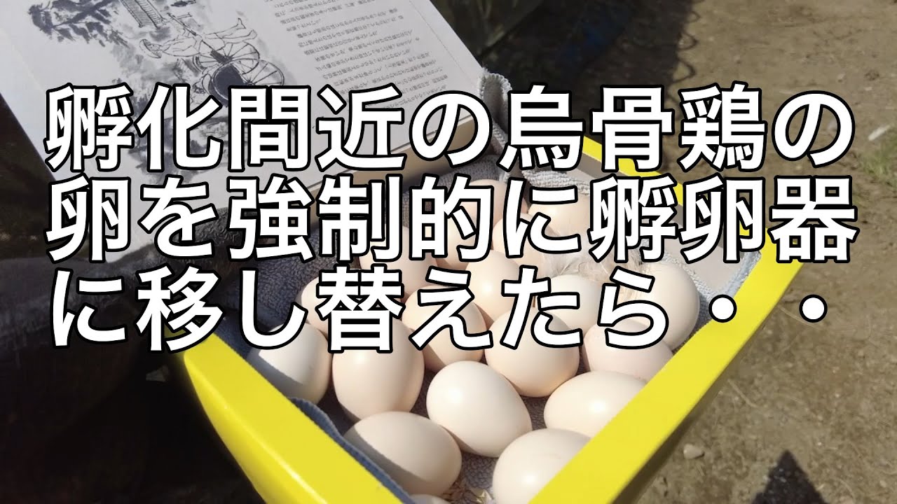 【烏骨鶏】烏骨鶏が抱卵しているが、卵が追加されていく　強制的に何とかしなくてはと孵卵器へそしてベイビー誕生したけど・・