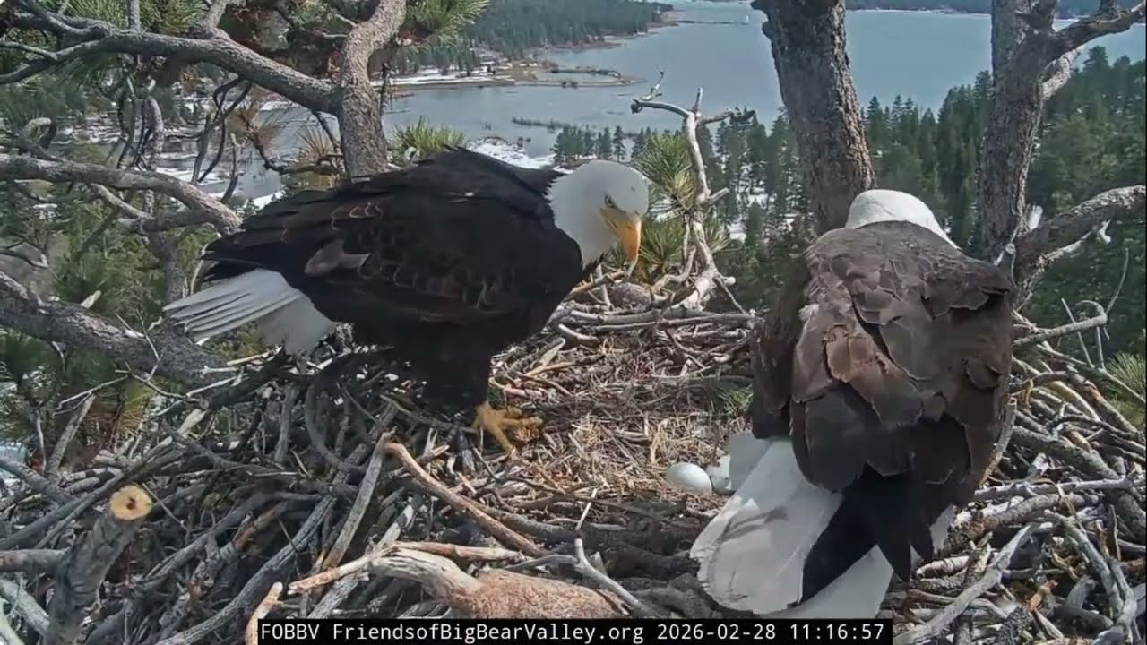 Jackie and Shadow, twigs, fish, fluff, the last day of February at the end 28.02.2026 @FOBBVCAM