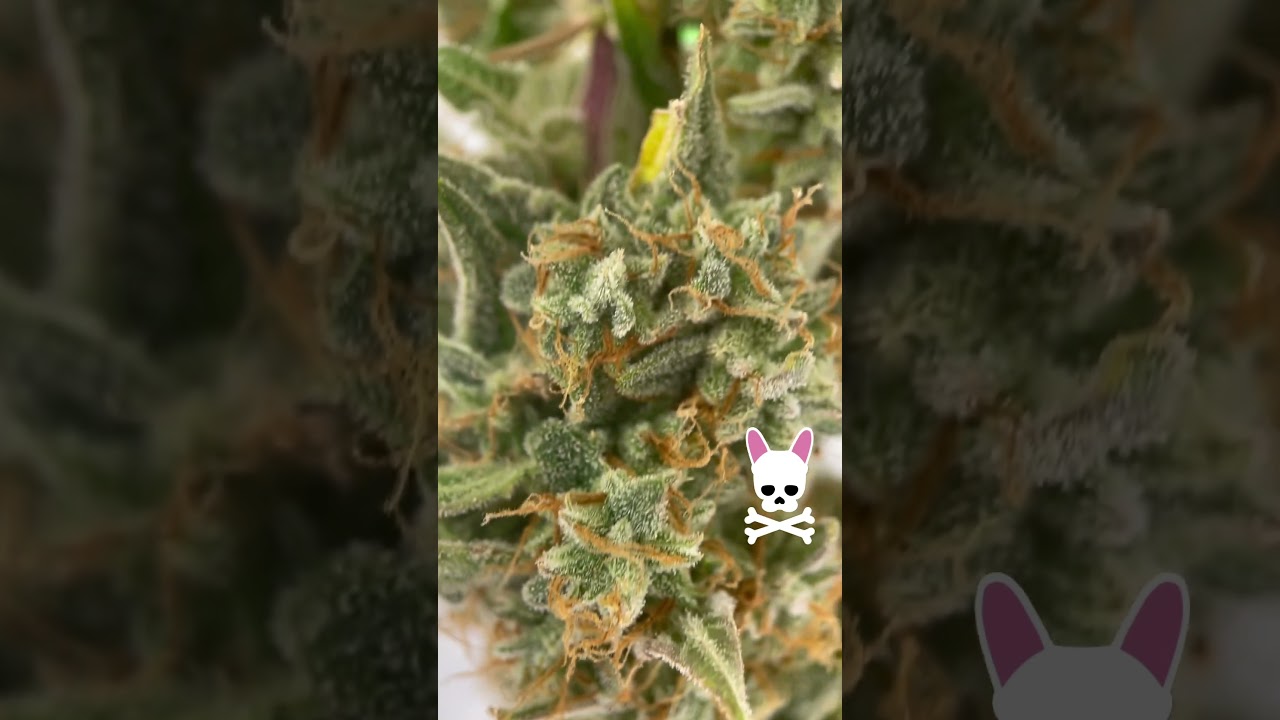 Fast Growth, Stacked Colas, High Yields - The Battle Of The Buds