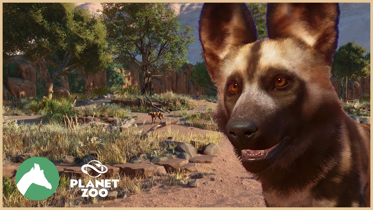African Wild Dog Habitat | Desert Adventure Park | Planet Zoo