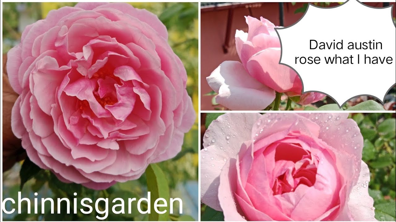 மாடி தோட்டத்தில் இந்த வருடம் நான் வாங்கிய DA rose செடி எப்படி உள்ளது#roseflowers #ytvideoes 
