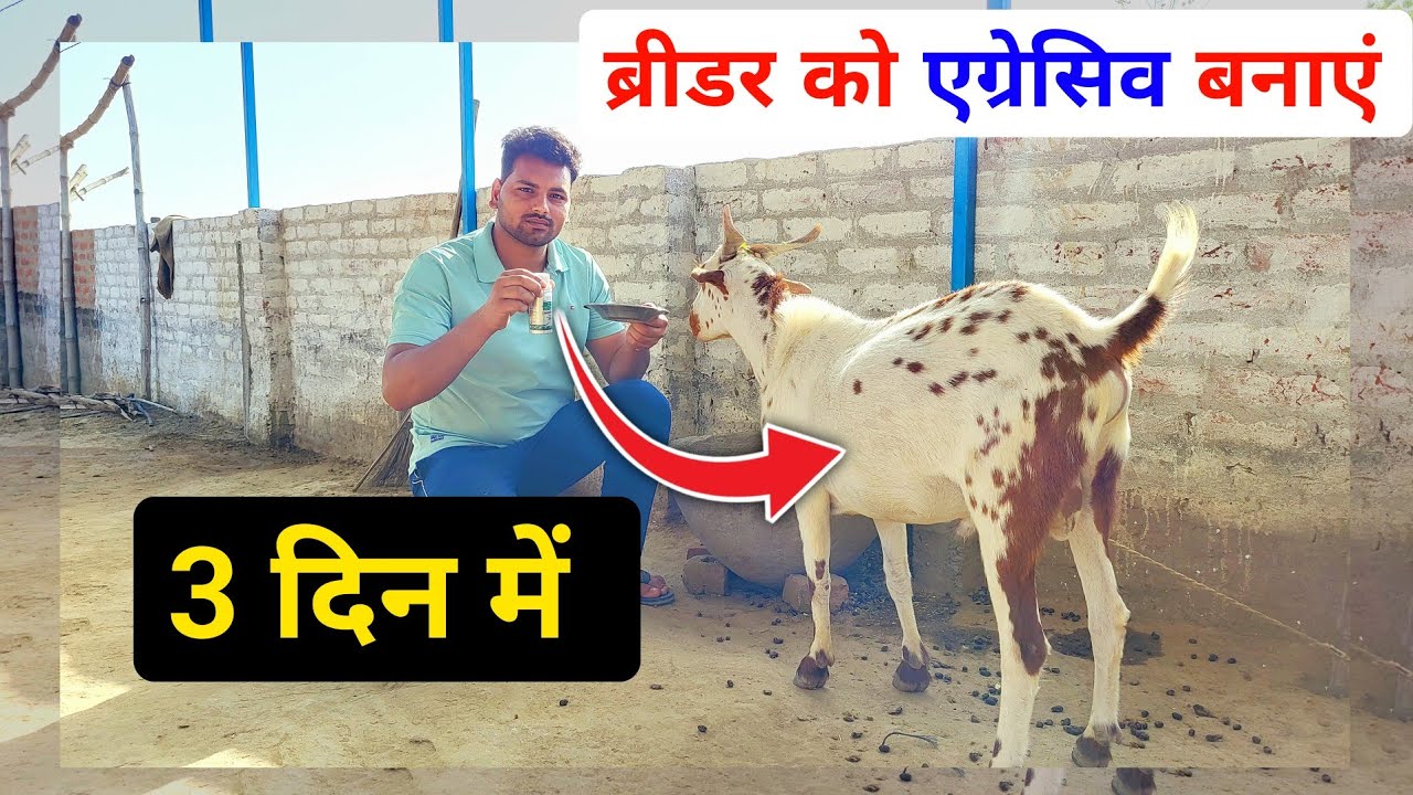 10 दिन में ब्रीडर को एग्रेसिव बनाए | breeder ko garam karne ka tarika | breeder bakre ko kya khilaye