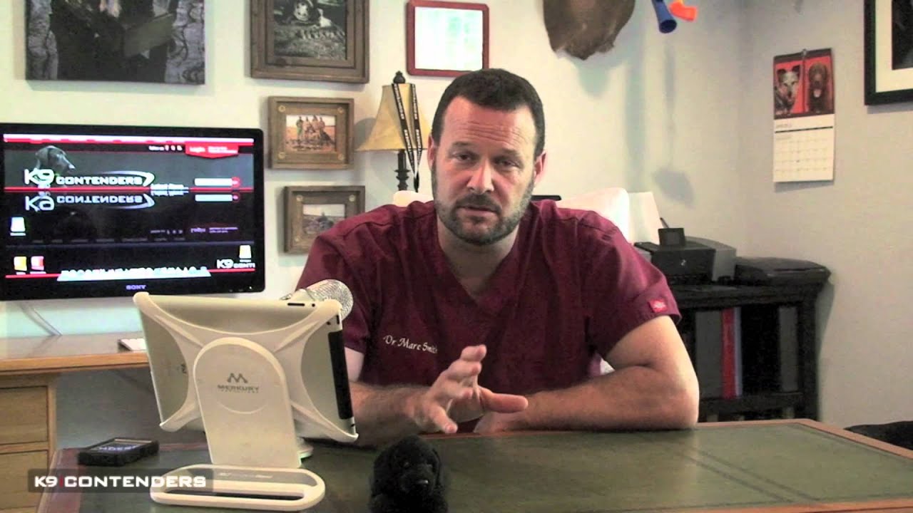 K9C Vet Dr. Marc Smith - Eye Discharge