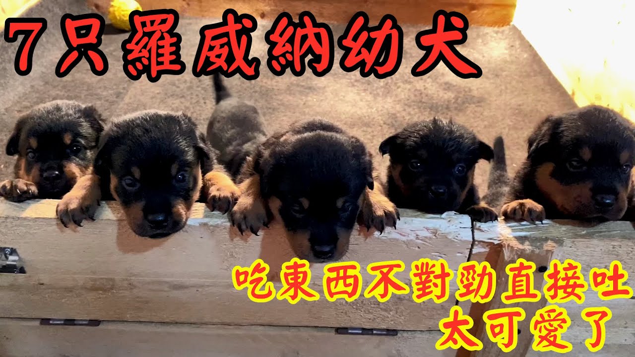 七只小罗威纳该驱虫了，吃東西感覺不對勁直接吐，太可愛了