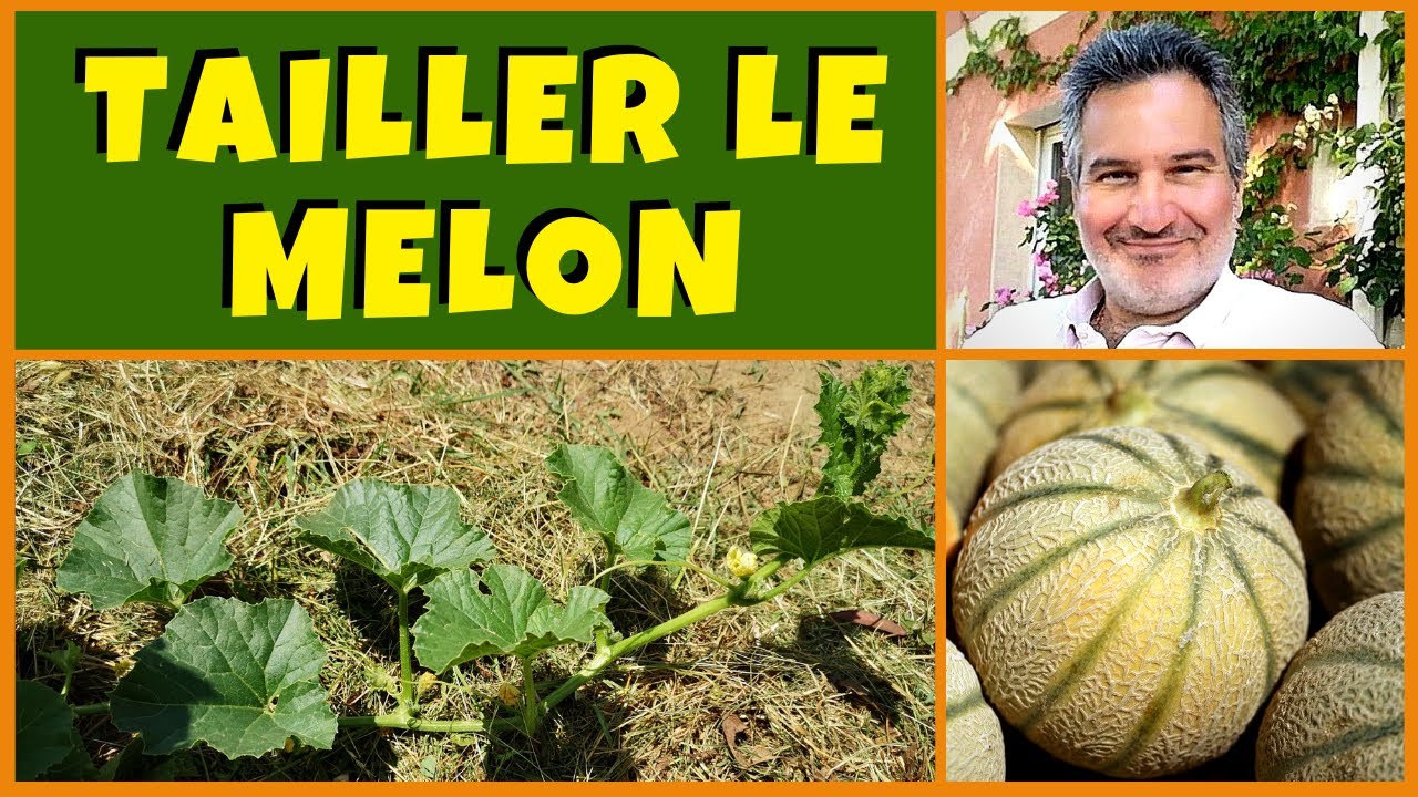 Réussir la taille des melons au jardin potager
