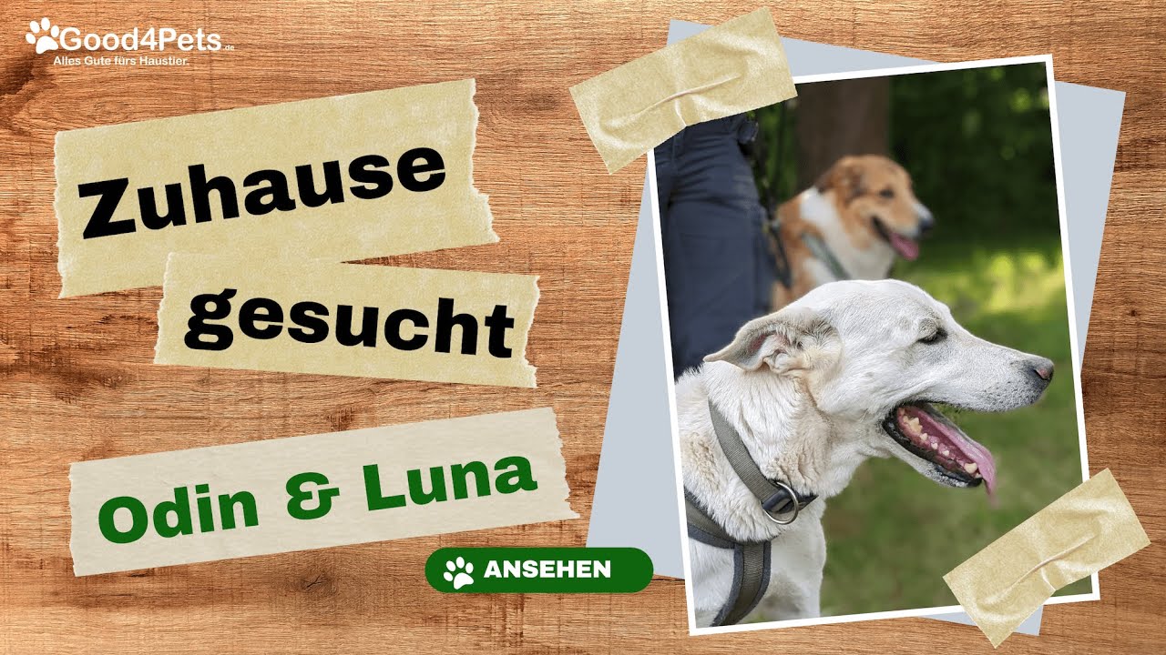 Zuhause gesucht - ODIN und LUNA vom Tierheim Krefeld | Good4Pets.de