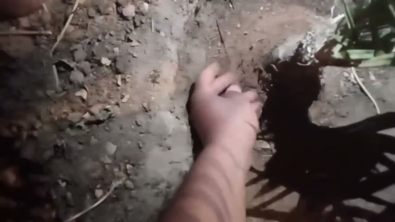 اخطاء لاتقع فيها في زراعة الفسائل ( النخيل )