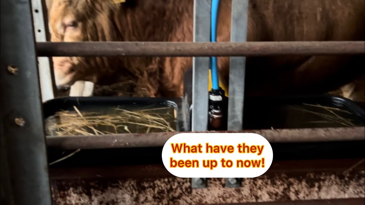 They wanted a paddling pool 