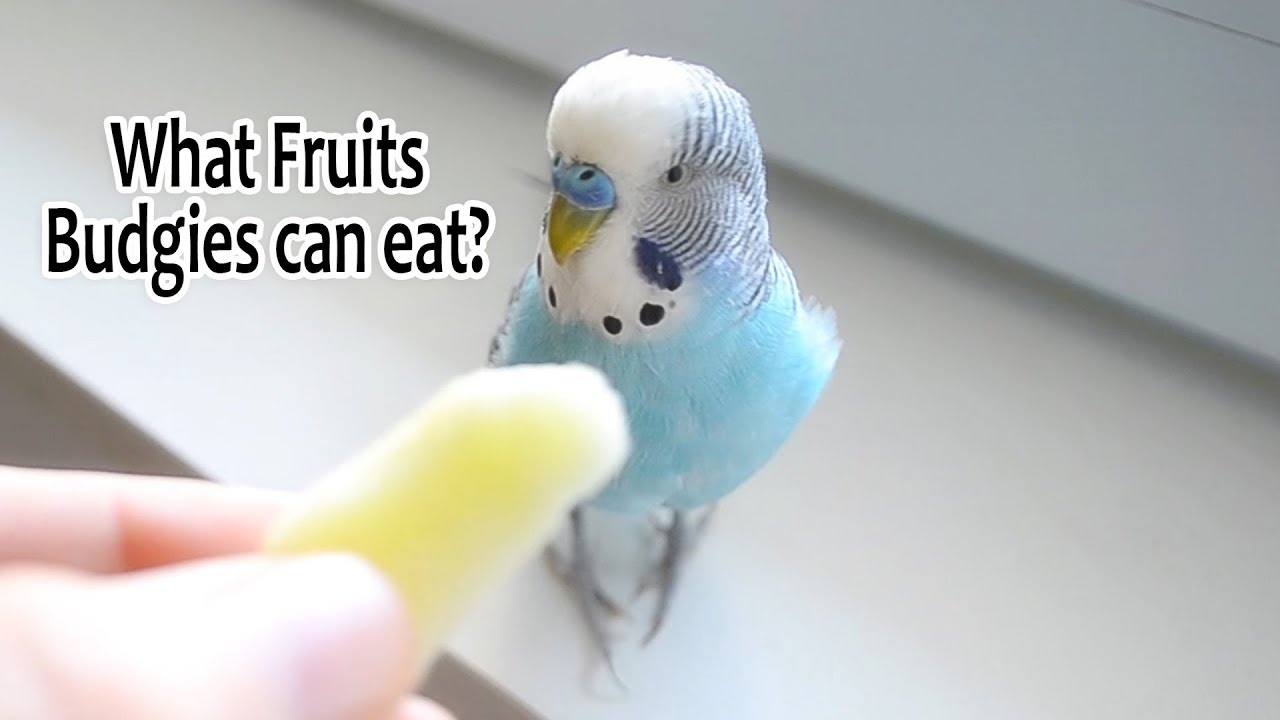 Feed your Budgie with Fresh Fruits | What Fruits Budgies can eat