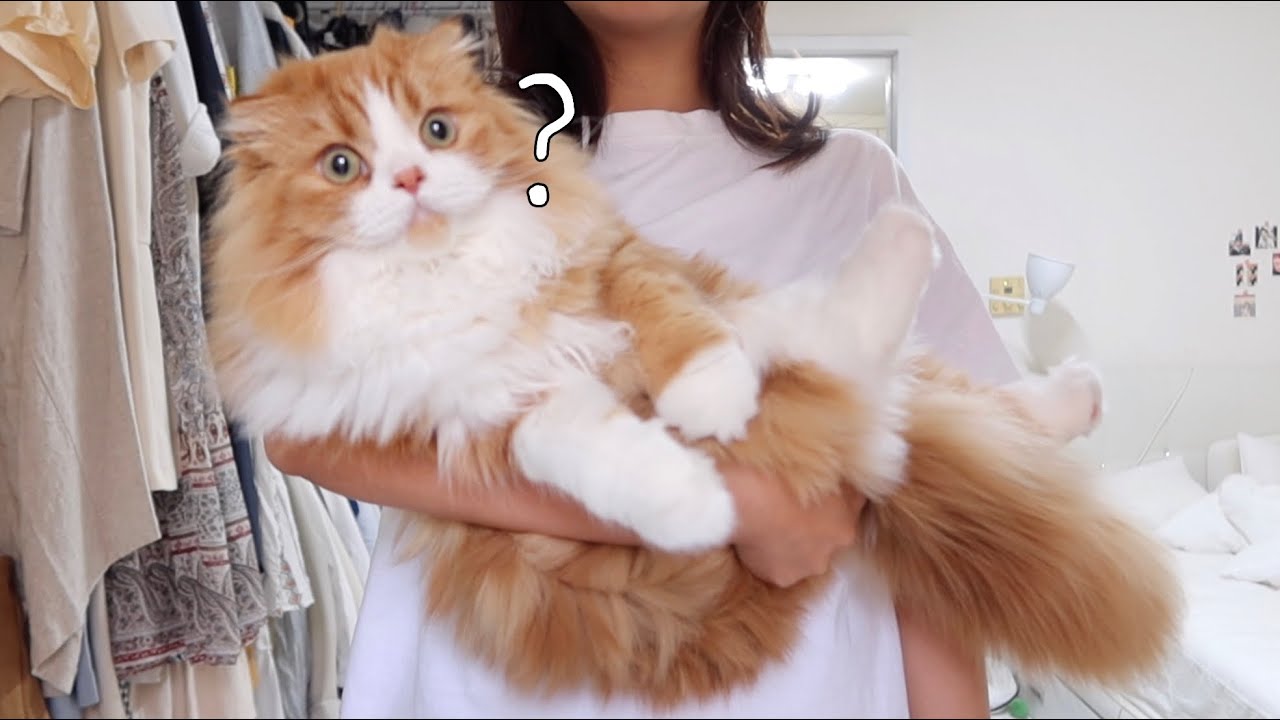 고양이는 정말 안겨있는 것을 싫어할까?