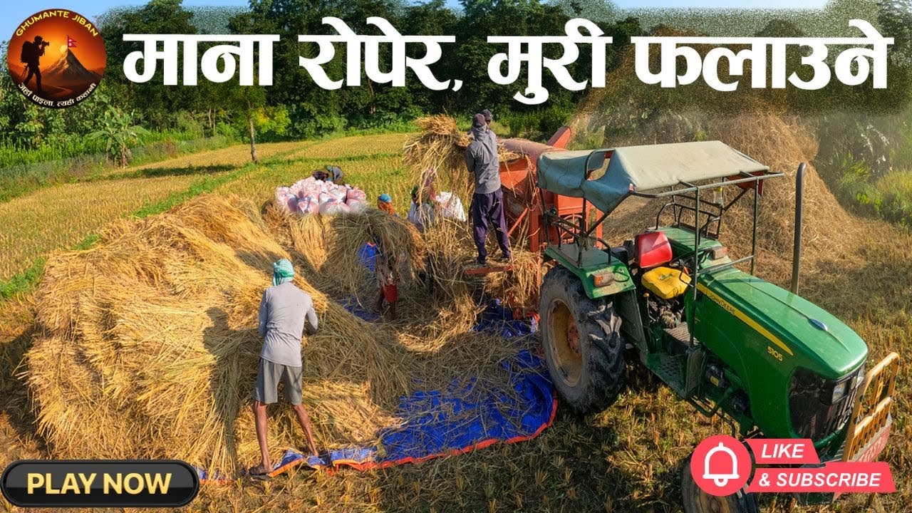 माना रोपेर मुरी फलाउने गाउँको वास्तविक जीवन | Ghumante Jiban | Daily Vlog
